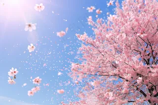 春日樱花花朵摄影图