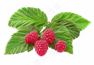 树莓水果摄影图免抠