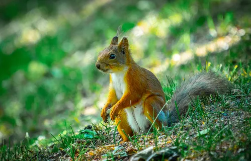 户外草地可爱松鼠动物 户外草地可爱松鼠动物