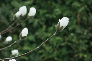 户外玉兰花花朵