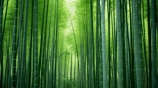 竹林竹叶竹子绿色摄影图