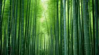 竹林竹叶竹子绿色摄影图