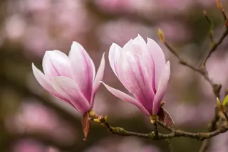 户外玉兰花花朵