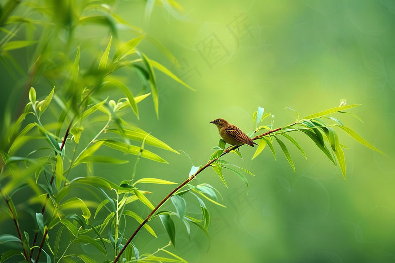 绿色竹叶上的小鸟竹林摄影图
