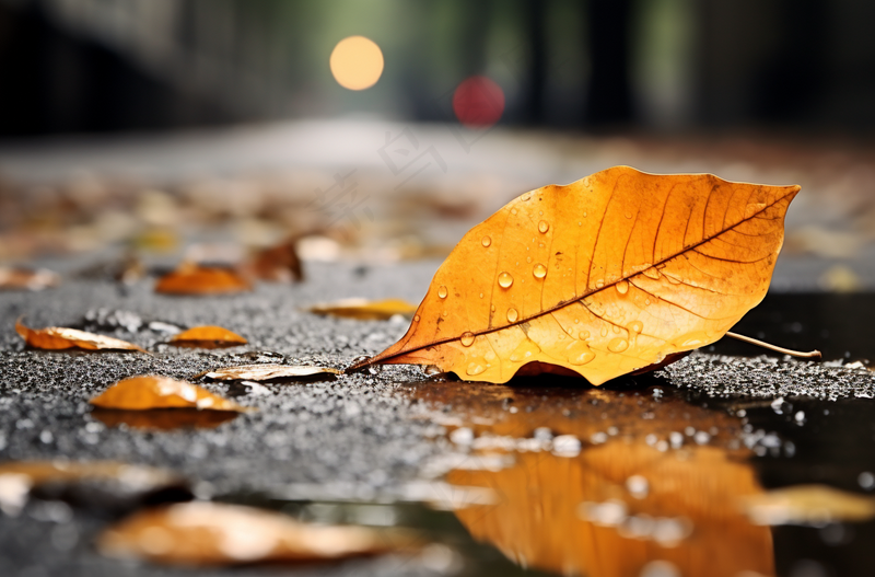 秋天下雨天掉落地上的黄叶枯叶摄影图(4080x2688)