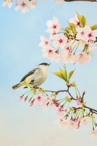 春日樱花花朵摄影图