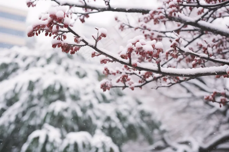 冬季初雪树枝大雪覆盖红色果实摄影图(4032x2688)