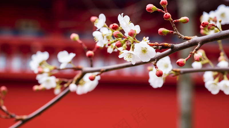 春天盛开的梨花李子花春分摄影图