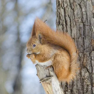 户外森林可爱松鼠动物