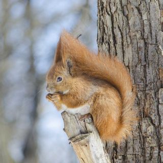 户外森林可爱松鼠动物