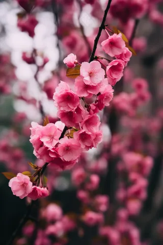 春天粉色樱花树枝摄影图