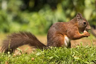 户外可爱松鼠动物