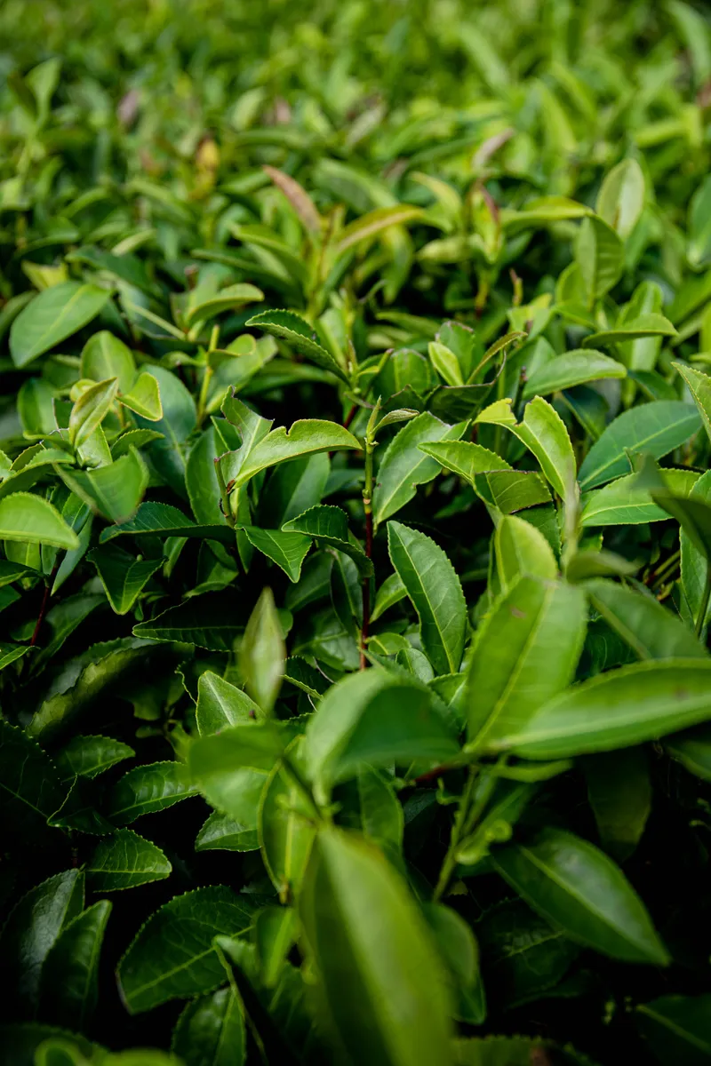 户外茶叶茶园