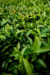 户外茶叶茶园 户外茶叶茶园