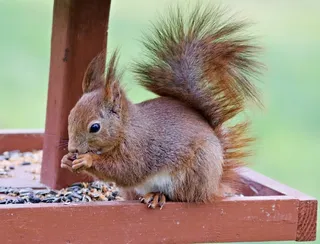 户外可爱松鼠动物