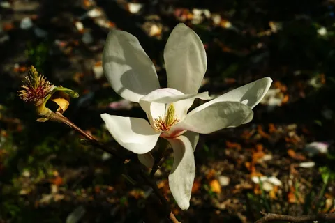 户外玉兰花花朵 户外玉兰花花朵