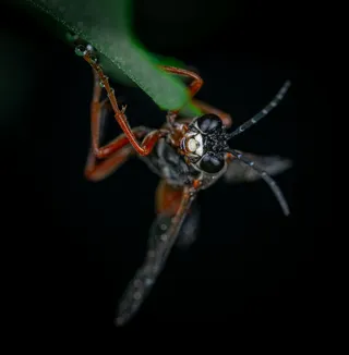 晨露中的昆虫特写镜头