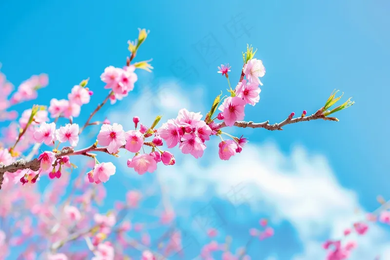 春日樱花花朵摄影图(4032x2688)