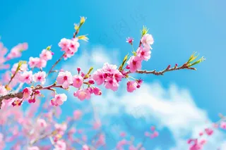 春日樱花花朵摄影图