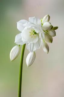 白花花朵鲜花绿叶花束摄影图