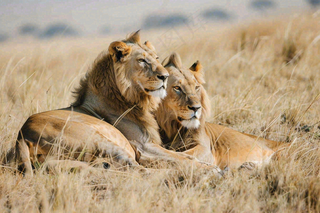 狮子雄狮动物非洲大草原保护动物摄影图