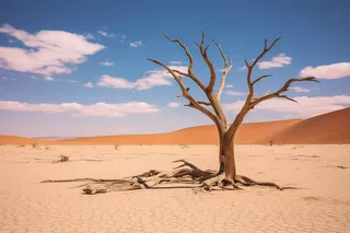 干旱干枯树木缺水干裂土地摄影图