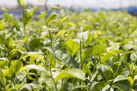 户外茶园茶叶 户外茶园茶叶