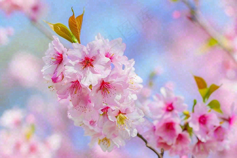 春天粉色樱花唯美风景春分立春惊蛰摄影图(1344x896)