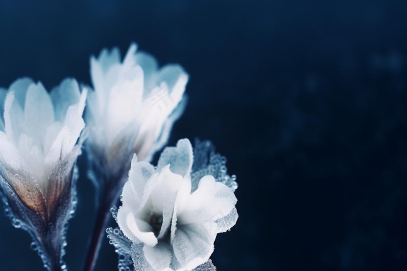 冰珠白色花瓣简约背景(1344x896)