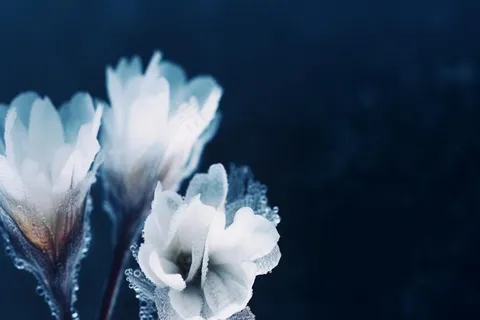 冰珠白色花瓣简约背景