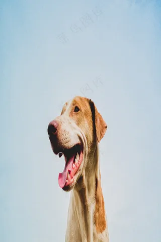 高清哈士奇图片