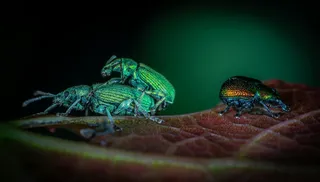 翠绿色甲虫在叶片上的集会