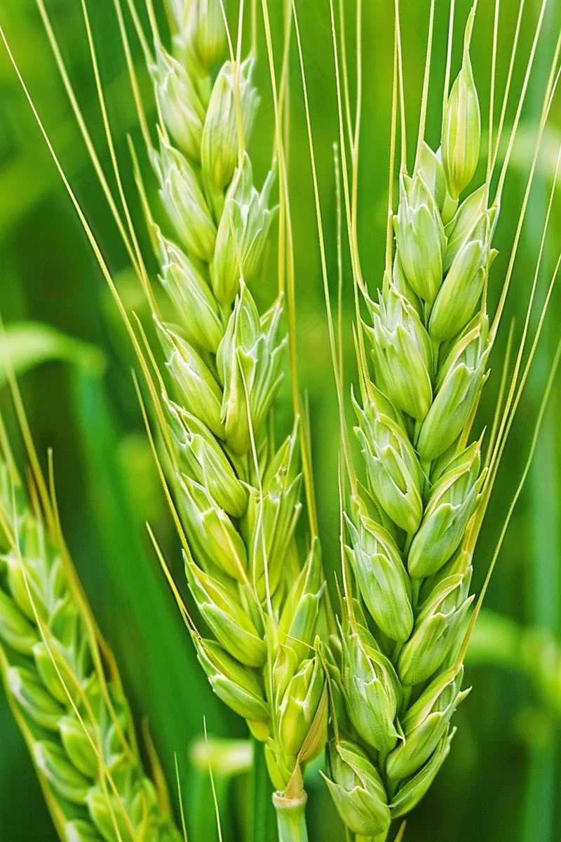 绿色小麦麦穗小满芒种摄影图(2688x4032)