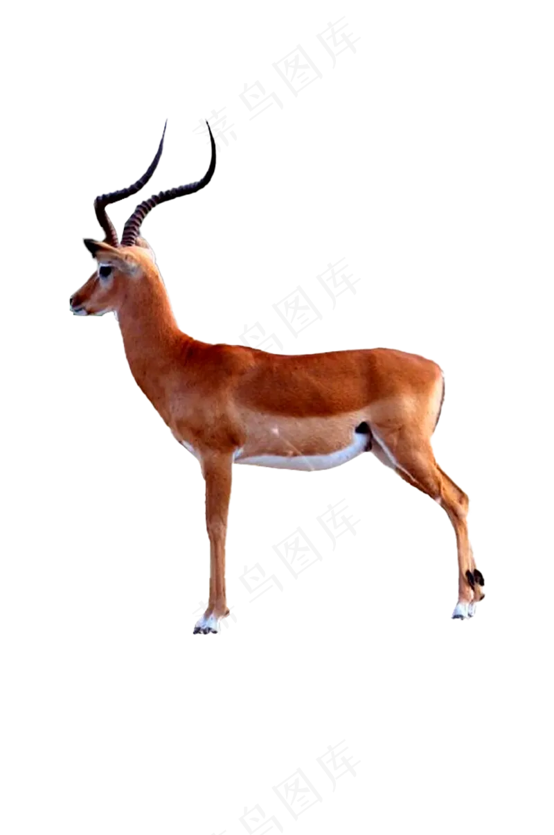 黑角斑羚 免抠