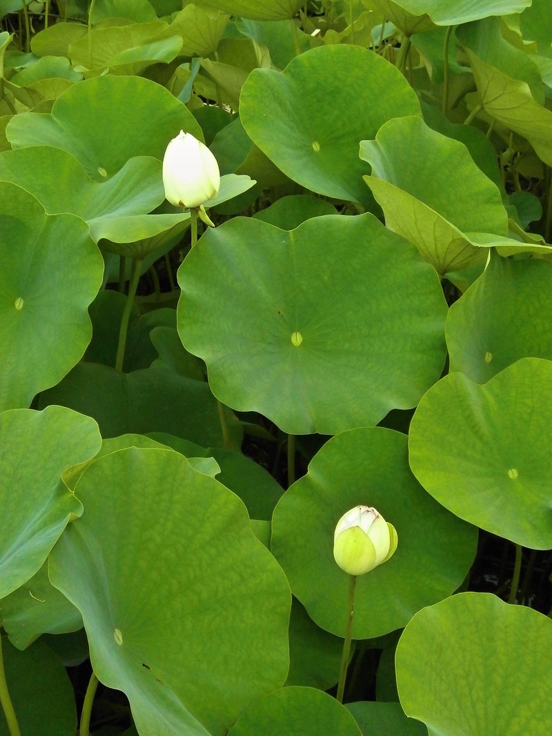 夏季池塘荷叶