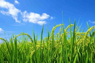 水稻农田种植粮食稻穗摄影图