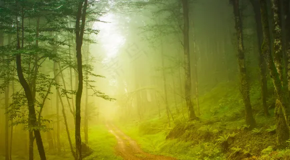 雾天森林中的小路