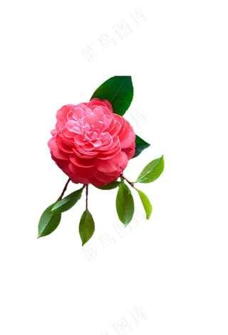 水红色山茶花带叶子 免抠