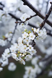 春天盛开的梨花李子花春分摄影图 春天盛开的梨花李子花春分摄影图