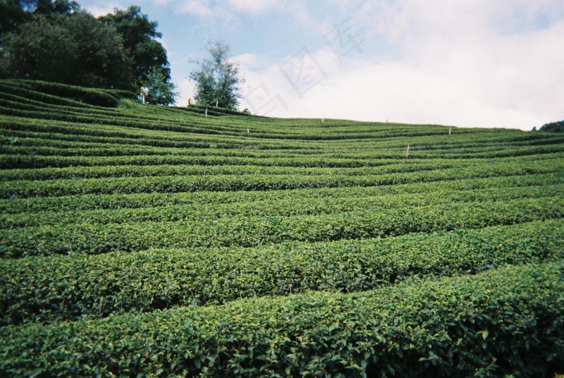 户外茶叶茶园