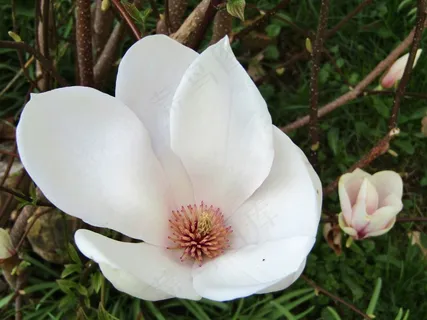 户外玉兰花花朵 户外玉兰花花朵
