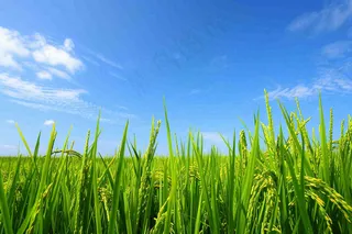 水稻稻穗农田种植生长摄影图