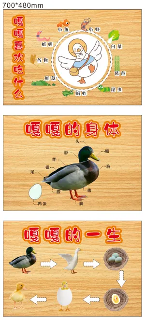 鸭子的一生幼儿园KT板鸭圈