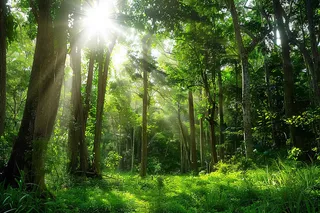 山林森林阳光绿色大自然风景摄影图