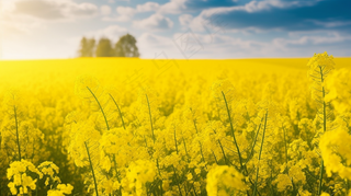 春天油菜花田黄色花雨水节气摄影图