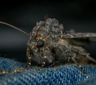 神秘微观世界中的夜蛾