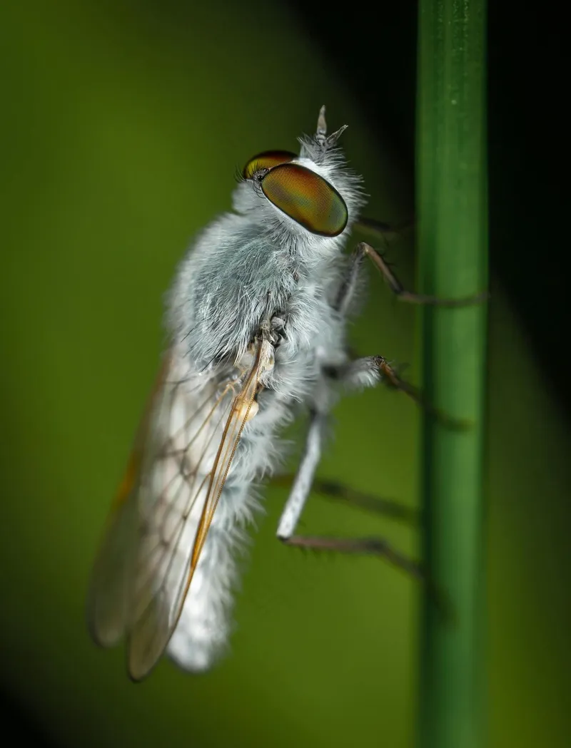 绒毛飞行者在绿茎上的微距世界