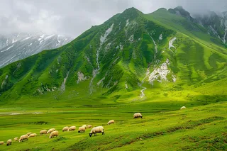 春天高原草地草地牛羊摄影图