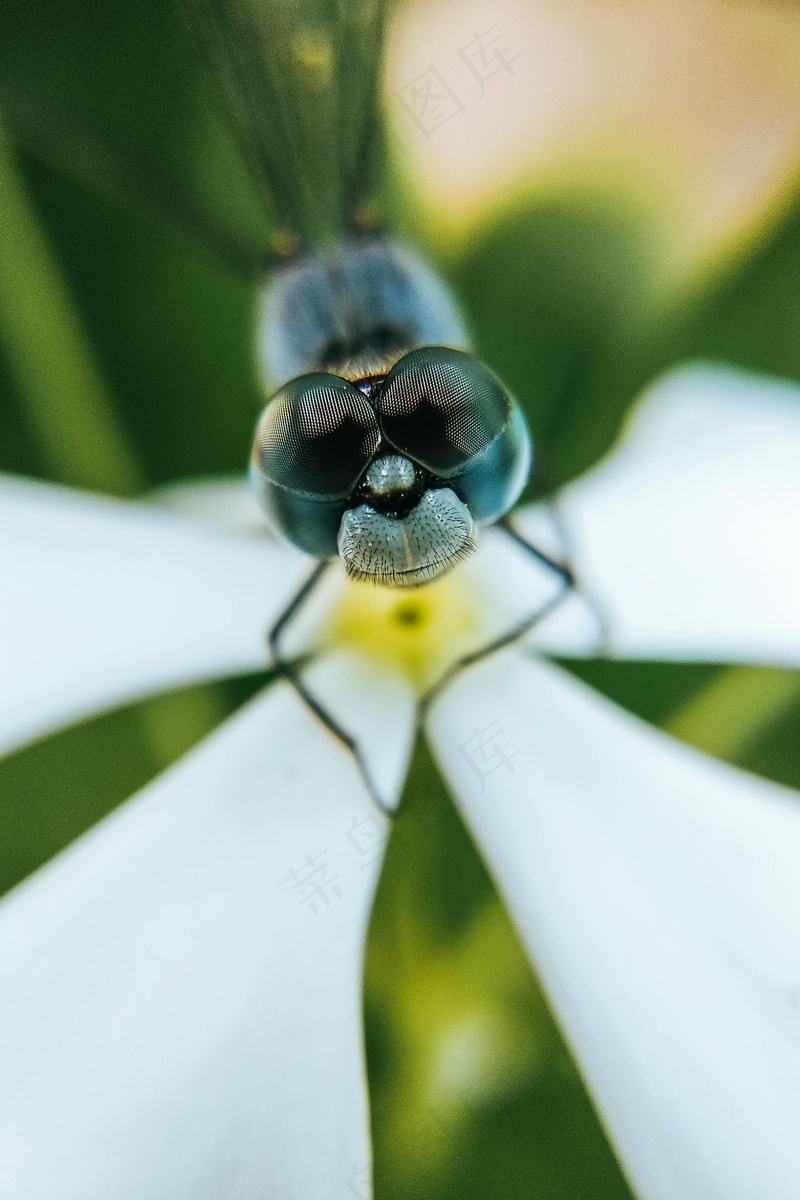 蜻蜓停在白花瓣上