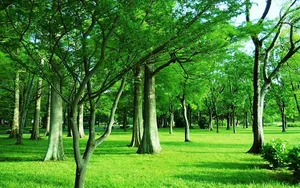 宁静森林的绿色小树